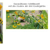 Sonnenblumenwettbewerb 2026